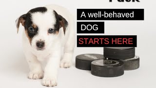 Getting a wellbehaved dog starts as a puppy Watch this video series on puppy training VIDEO 1 [upl. by Nimzzaj]