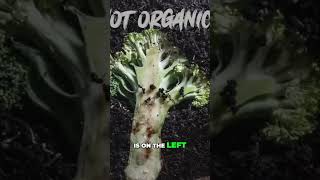 What happens when you feed an Organic and a non Organic broccoli to compost worms [upl. by Anatnahs]