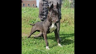 Working Bull Terrier  Vanelle’s Kennel Black Bull Terrier Line Part 1 [upl. by Japha]