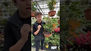 Whats a Calamondin Orange  Gertens Garden Center [upl. by Dj]