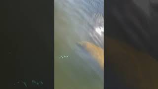 Manatee Tours Miami manatees swimming by SUP board [upl. by Attebasile863]