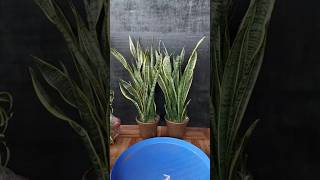 FREE SNAKE PLANTS This SIMPLE Hack Multiplies Your Plants FAST [upl. by Aria]