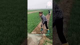 Clever method of digging ditches to grow seedlings automobile toolsandparts farming [upl. by Denman]