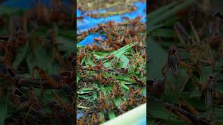 Cutting honey comb at the rubber tree Honey flow during rubber tree season [upl. by Novyak]