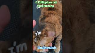 8 Philippines cat for grooming 🥰🥰🥰🥰youtubeshorts pets groomerlife veterinarylife cutecatshorts [upl. by Goles397]