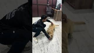 Labrador 🐕 obedience practice crawl dog pets dogtrainersofig dogtraining shortsviral obedience [upl. by Carn]