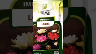 FLOWER SEEDS  PH NOquot8301909310quot  FCMC AGRO BAZAR  garden flowers garden natural seeds [upl. by Eyr418]