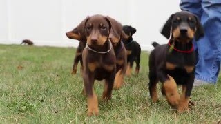 6 week old Doberman puppies [upl. by Shih429]