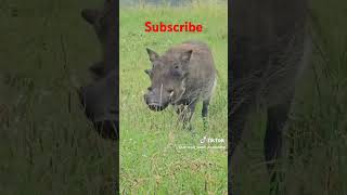 Kasongo yeye is going viral viralvideo funny subscribe animation animals officalvideo y myvi [upl. by Norod338]