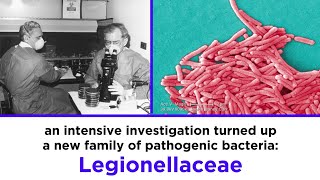 Legionnaires’ Disease Legionella pneumophila [upl. by Ballinger]