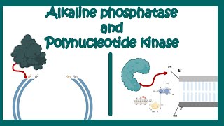 Alkaline Phosphatase  Poly nucleotide Kinase  use of AP and PNK in molecular biology end labeling [upl. by Iad]