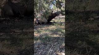 Elk Calls at the Grand Canyon 🦌 shorts grandcanyon [upl. by Yliab]