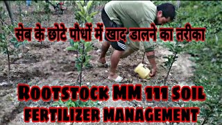 UHDP Rootstock MM 111 Apple trees soil applicationसेब के छोटे पौधों में खाद डालने का तरीकाl [upl. by Esalb]