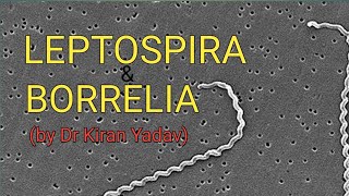 Microbiology lectures Leptospira amp BorreliaBacteriology [upl. by Grube]