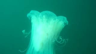 獅鬃水母 氰水母Lions Mane Jellyfish（學名：Cyanea capillata） [upl. by Manny733]