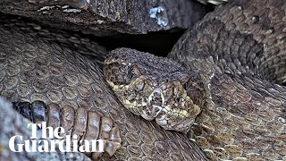 Rattlesnake mega den with as many as 2000 snakes livestreaming from Colorado [upl. by Yorke674]