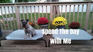 Schnauzers Equal Barking  Hangout With Me  Meijer Haul  Chewycom Haul [upl. by Boardman]