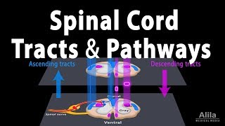 Spinal Cord Anatomy Spinal Tracts amp Pathways Somatic Reflexes Animation [upl. by Westbrook]