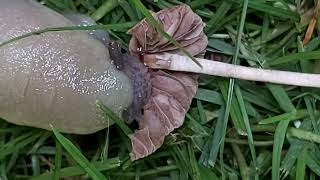 Schwarzer Schnegel Limax cinereoniger frisst einen Pilz [upl. by Nnylarak]