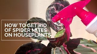 How to Get Rid of Spider Mites With Neem Oil on Houseplants  Steps [upl. by Eynaffit]