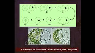 Plant Tissue Culture  XII Protoplast Culture II [upl. by Fedak247]