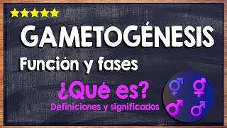 🙏 ¿Qué es la gametogénesis  Función y fases de la gametogénesis 🙏 [upl. by Mozelle720]