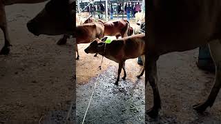 cute cow calling his motherfunnyanimals animalsounds [upl. by Lipkin]