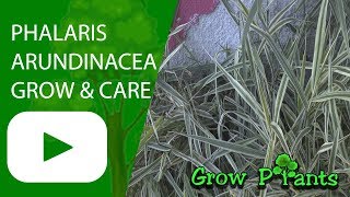 Phalaris arundinacea  Grow amp care Reed canary grass [upl. by Ijat809]