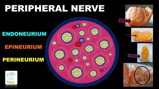 Barriers to diffusion of LA Epineurium endoneurium amp perineuriummantel amp core bundles [upl. by Lexis]