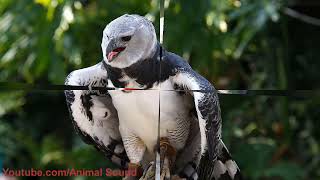 Harpy eagle sound [upl. by Otha]