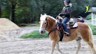 Halflinger wegen Schwellungen im Rücken zum Check auf Hof Eicheneck [upl. by Ivzt]