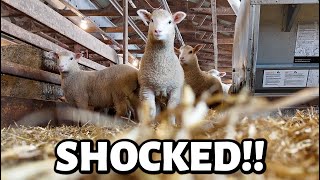 I am SHOCKED  hitting a BIG MILESTONE with my sheep flock loud lambs amp mean mamas  Vlog 768 [upl. by Ziza]