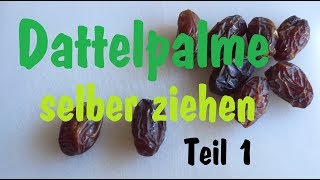 Dattelpalme selber ziehen Teil 1 [upl. by Lupien]