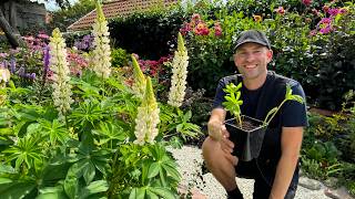 Lupin Propagation with Cuttings Quick Easy amp Free Lupines  Perennial Garden [upl. by Hafler]