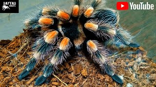 Brachypelma hamorii molting [upl. by Mis]