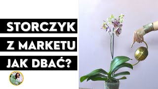 Jak dbać o storczyka z supermarketu [upl. by Anippesuig]