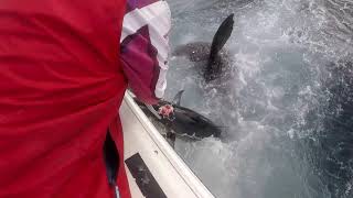 Eaglehawk Neck Fishing Tasmaniai EHN  Easter 2019 [upl. by Petracca97]