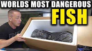 I BOUGHT THE WORLDS MOST DANGEROUS FISH [upl. by Eniotna55]