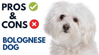 Bolognese Dog Pros and Cons  Bichon Bolognese Advantages and Disadvantages [upl. by Nylloc]