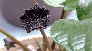 Weird and Wonderful Flowers Harvesting Dorstenia bahiensis seeds [upl. by Tecu135]