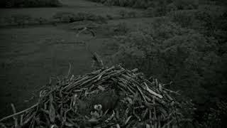 Bywyd Gwyllt Glaslyn Wildlife  Ffrwd Byw  Live Stream [upl. by Ettenahs403]