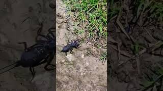 giant vinegaroon exotic pets scorpion [upl. by Eillen642]