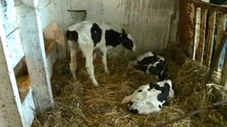 Viroqua farmers cow gives birth to live triplets [upl. by Etteuqal403]