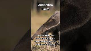 Daily animal fact  216  animals facts xenarthra [upl. by Arbuckle]