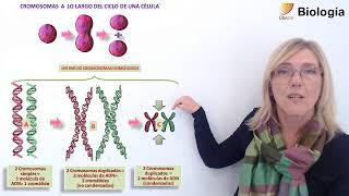 41Biología El cariotipo I [upl. by Nedrob653]