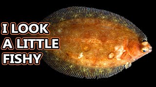 Flounder Flatfish Facts the ONESIDED FISH 🐟 Animal Fact Files [upl. by Egni]