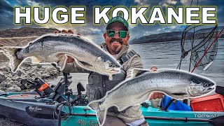 Trophy Kokanee Lake Roosevelt 4 lb Kokanee [upl. by Ahsekahs]