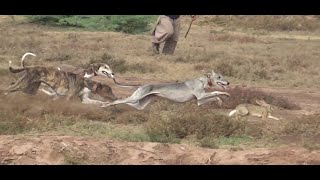 Greyhound rabbit hunting  New season  wild animals videos [upl. by Jessi155]