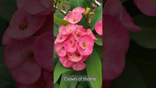 beautiful crown of thorns  christ plant [upl. by Tosch]