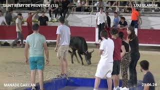 TAUREAU PISCINE DE SAINT REMY DE PROVENCE AVEC LA MANADE CAILLAN ET LE CLUB TAURIN DES ALPILLES [upl. by Hilaria]